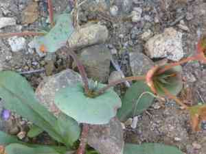 Roundleaf oxytheca(Oxytheca perfoliata)