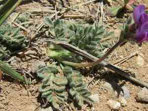Mountain oxytrope(Oxytropis oreophila)