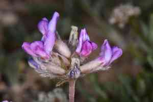 Mountain oxytrope(Oxytropis oreophila)