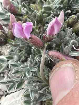 Mountain oxytrope(Oxytropis oreophila)