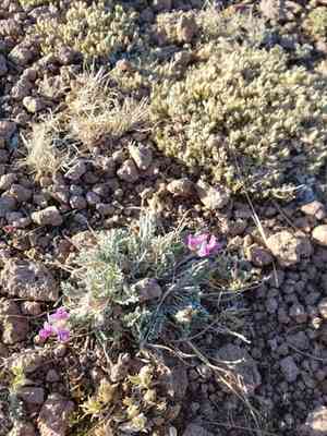 Mountain oxytrope(Oxytropis oreophila)