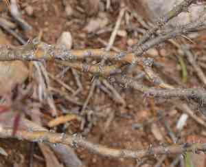 Pachypodium succulentum(Pachypodium succulentum)
