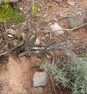 Pachypodium succulentum(Pachypodium succulentum)