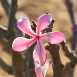 Pachypodium succulentum(Pachypodium succulentum)