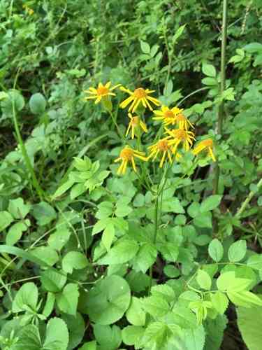 Golden ragwort(Packera aurea)