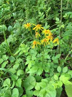 Golden ragwort(Packera aurea)