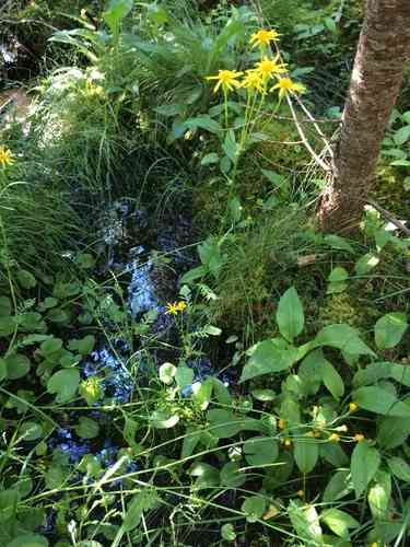 Golden ragwort(Packera aurea)