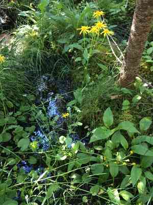 Golden ragwort(Packera aurea)