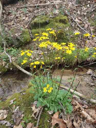 Golden ragwort(Packera aurea)