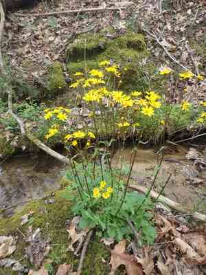 Golden ragwort(Packera aurea)