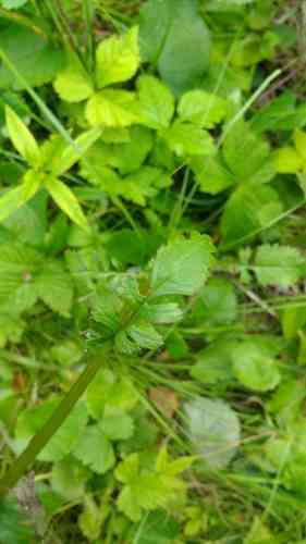 Golden ragwort(Packera aurea)