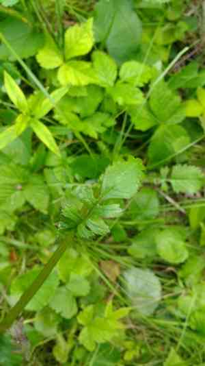 Golden ragwort(Packera aurea)