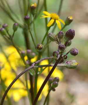 Golden ragwort(Packera aurea)