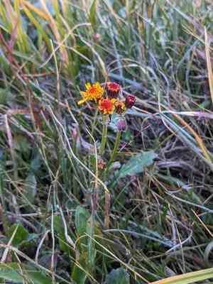 Alpine groundsel(Packera pauciflora)