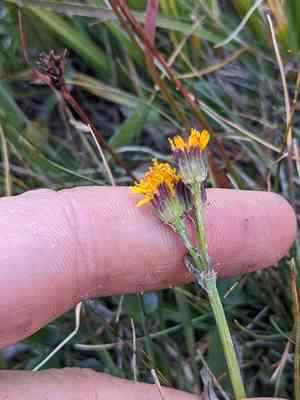 Alpine groundsel(Packera pauciflora)