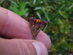 Alpine groundsel(Packera pauciflora)