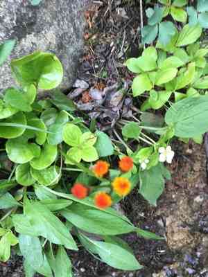 Alpine groundsel(Packera pauciflora)