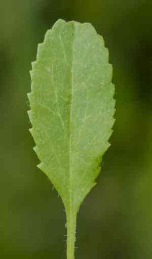 Balsam groundsel(Packera paupercula)