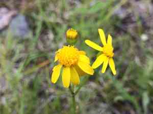 Balsam groundsel(Packera paupercula)