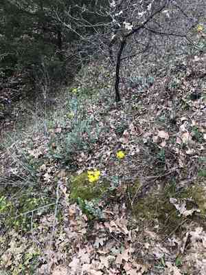 Prairie groundsel(Packera plattensis)