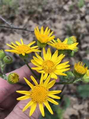 Prairie groundsel(Packera plattensis)