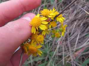 Prairie groundsel(Packera plattensis)
