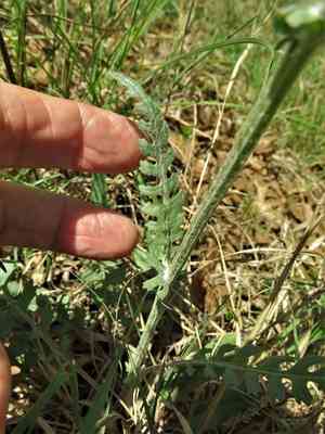 Prairie groundsel(Packera plattensis)
