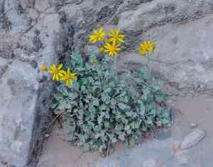 Oak creek ragwort(Packera quercetorum)