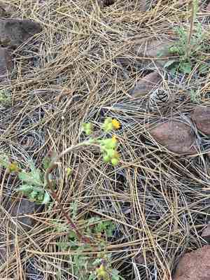 Oak creek ragwort(Packera quercetorum)