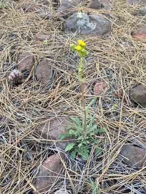 Oak creek ragwort(Packera quercetorum)