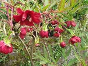 Delavay's tree peony(Paeonia delavayi)