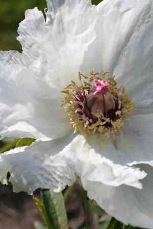 Paeonia ostii(Paeonia ostii)