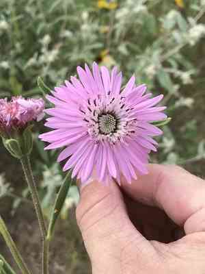 Sand palafox(Palafoxia hookeriana)