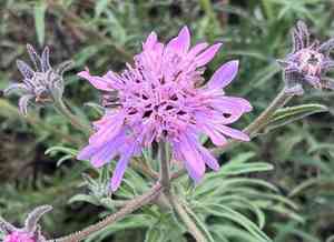 Sand palafox(Palafoxia hookeriana)