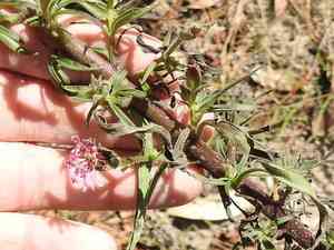 Sand palafox(Palafoxia hookeriana)