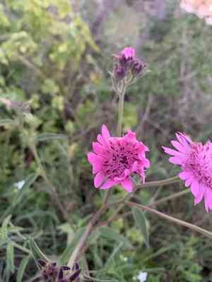 Sand palafox(Palafoxia hookeriana)
