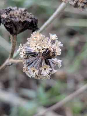 Texas palafox(Palafoxia texana)
