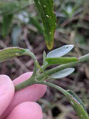 Texas palafox(Palafoxia texana)