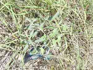 Texas palafox(Palafoxia texana)