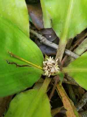 Palisota(Palisota bracteosa)