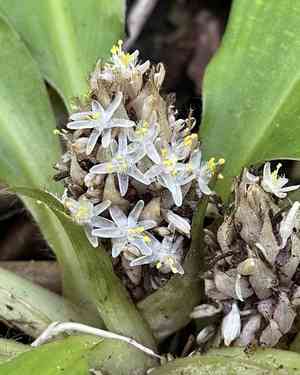 Palisota(Palisota bracteosa)