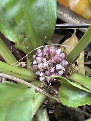 Palisota(Palisota bracteosa)