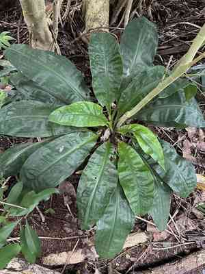 Palisota(Palisota bracteosa)