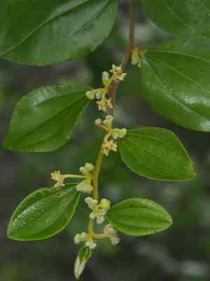 Ma jia zi(Paliurus ramosissimus)