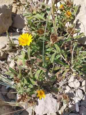 Mediterranean beach daisy(Pallenis maritima)
