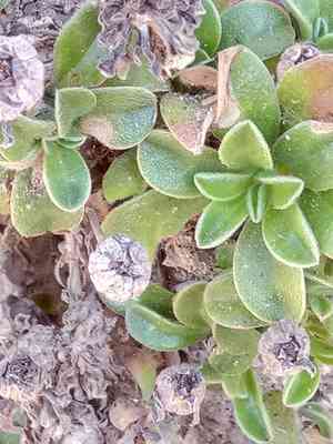 Mediterranean beach daisy(Pallenis maritima)
