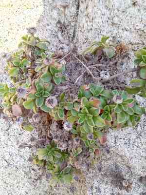 Mediterranean beach daisy(Pallenis maritima)