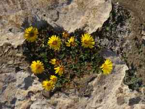 Mediterranean beach daisy(Pallenis maritima)