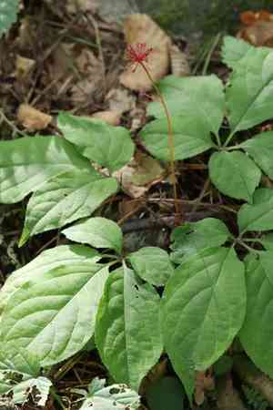 Chinese ginseng(Panax ginseng)