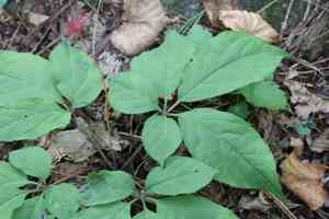 Chinese ginseng(Panax ginseng)